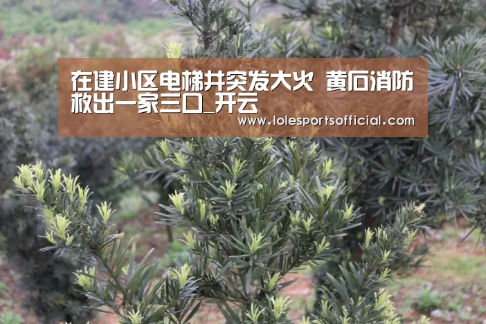 在建小区电梯井突发大火 黄石消防救出一家三口_开云(图1) 在建小区电梯井突发大火 黄石消防救出一家三口_开云(图1)